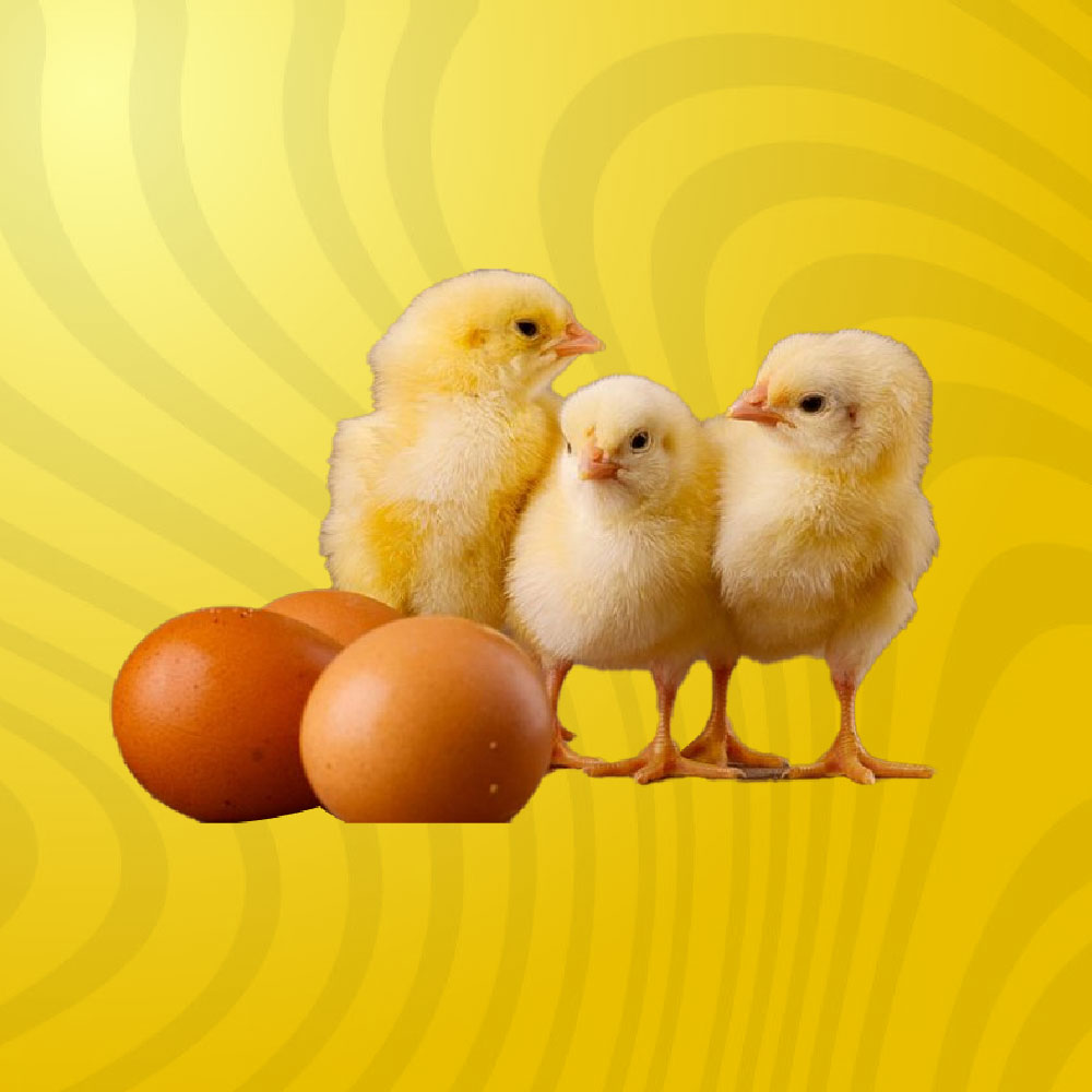 POUSSINS