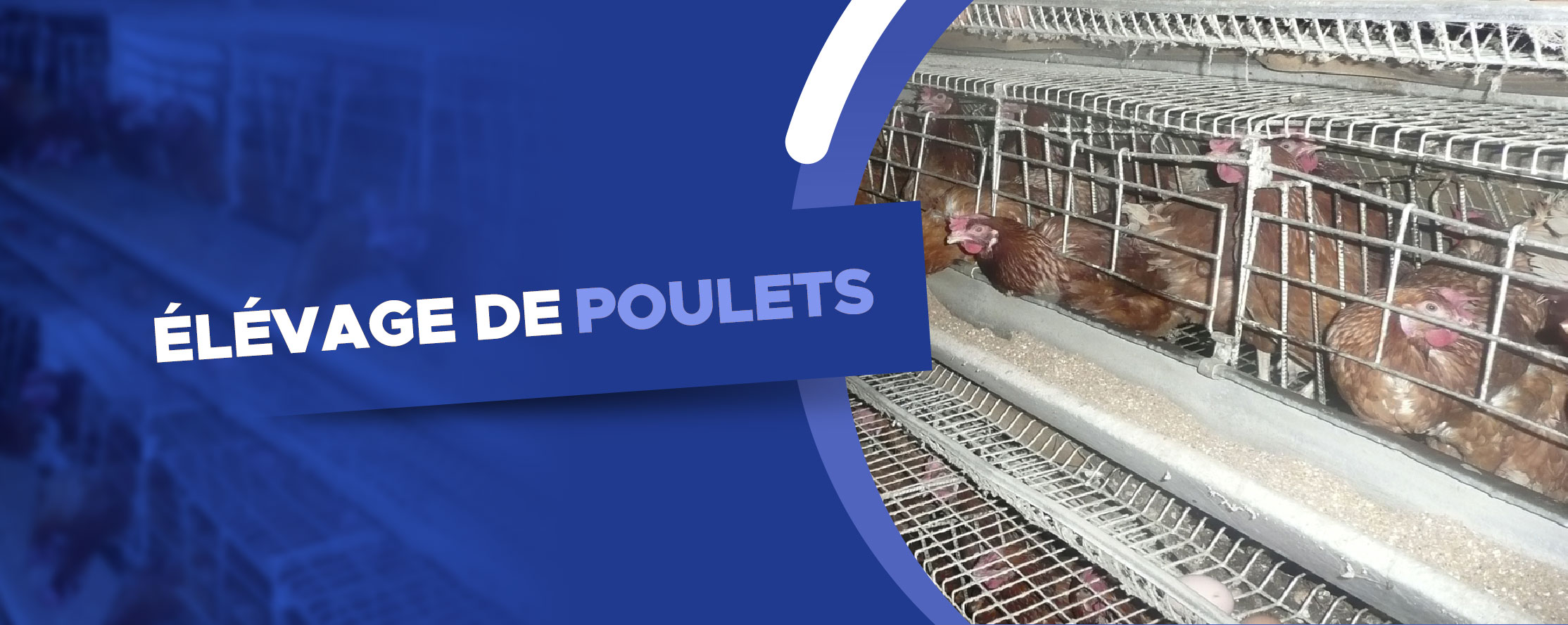 ELEVAGE DE POULETS