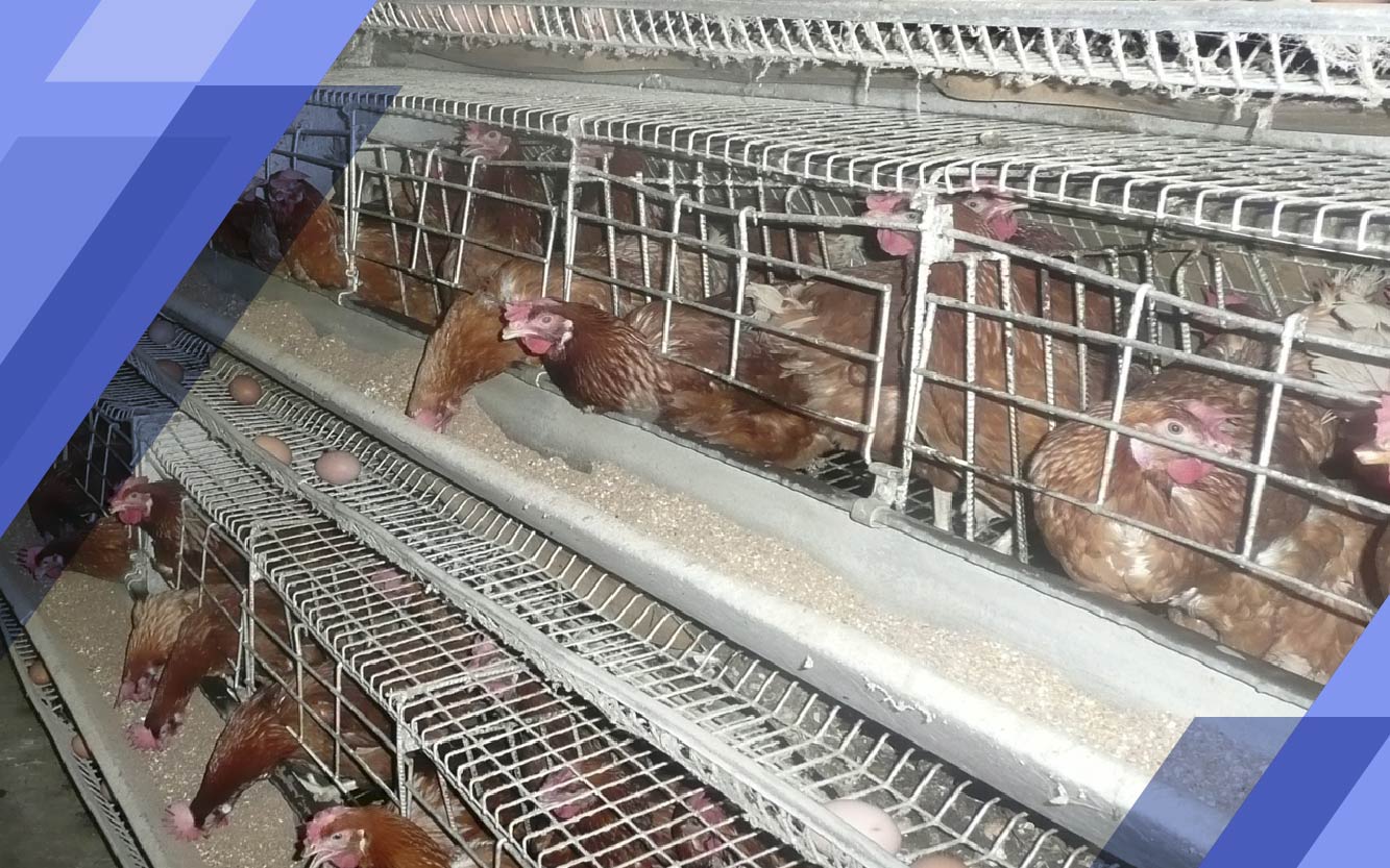 ELEVAGE DE POULETS